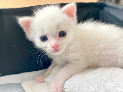 毛布 おくるみ 秒で寝た 赤ちゃん 子猫 寝顔 保護猫