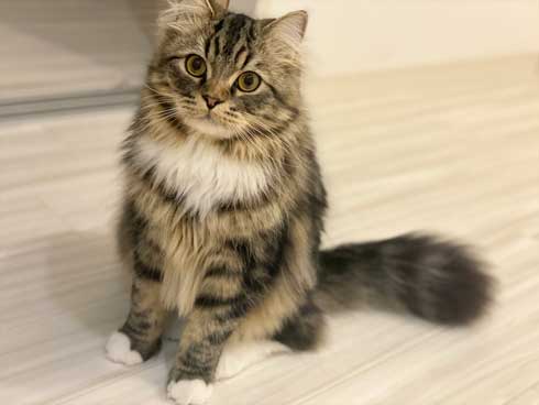 毛布 おくるみ 秒で寝た 赤ちゃん 子猫 寝顔 保護猫