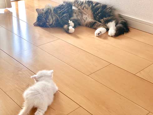 毛布 おくるみ 秒で寝た 赤ちゃん 子猫 寝顔 保護猫