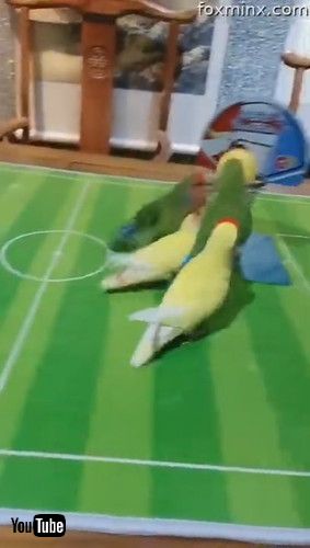 「Skilful Parrots Playing Ball Games Together || ViralHog」