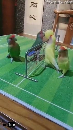 「Skilful Parrots Playing Ball Games Together || ViralHog」