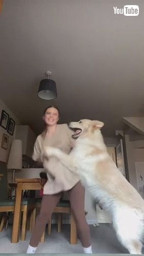 「Dog Attacks Owner Playfully While She Tries to Film Her Dance - 1240936」
