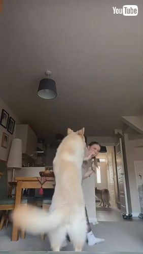 「Dog Attacks Owner Playfully While She Tries to Film Her Dance - 1240936」