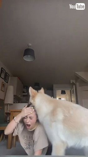「Dog Attacks Owner Playfully While She Tries to Film Her Dance - 1240936」