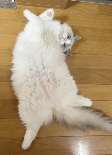 お尻洗われたひなちゃん