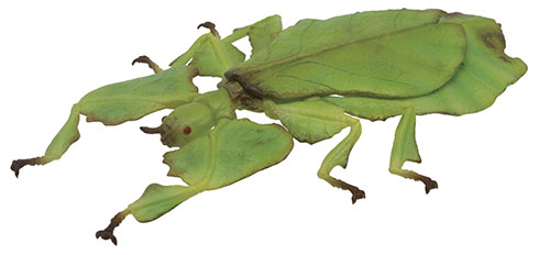 オオコノハムシのカプセルトイ・左上から見たところ