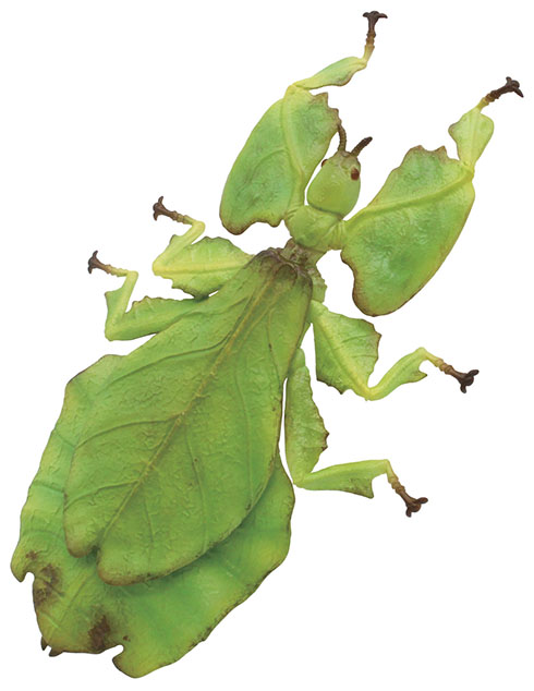 オオコノハムシのカプセルトイ・右後上から見たところ