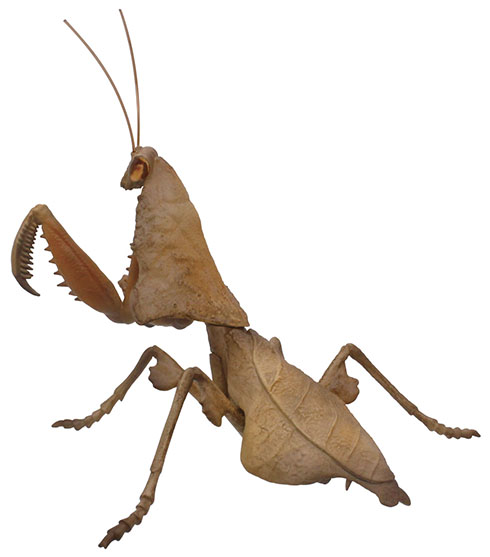 ヒシムネカレハカマキリのカプセルトイ・左から見たところ