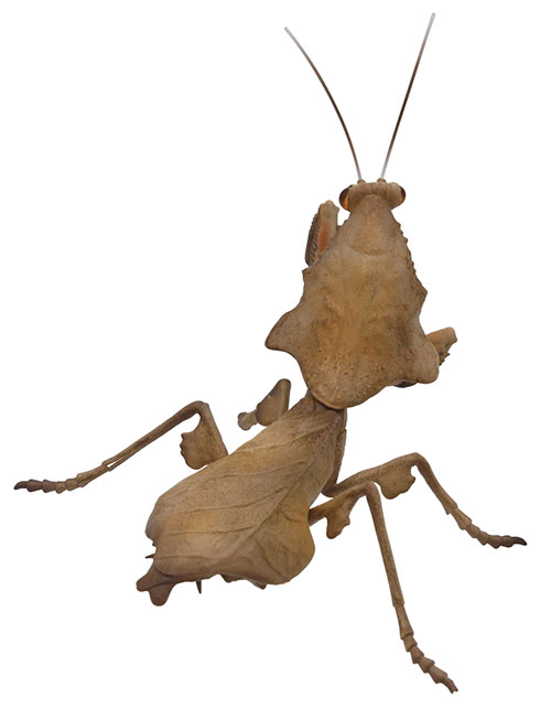 ヒシムネカレハカマキリのカプセルトイ・右後から見たところ