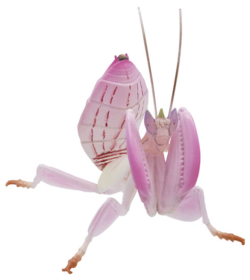 ハナカマキリのカプセルトイ・前から見たところ