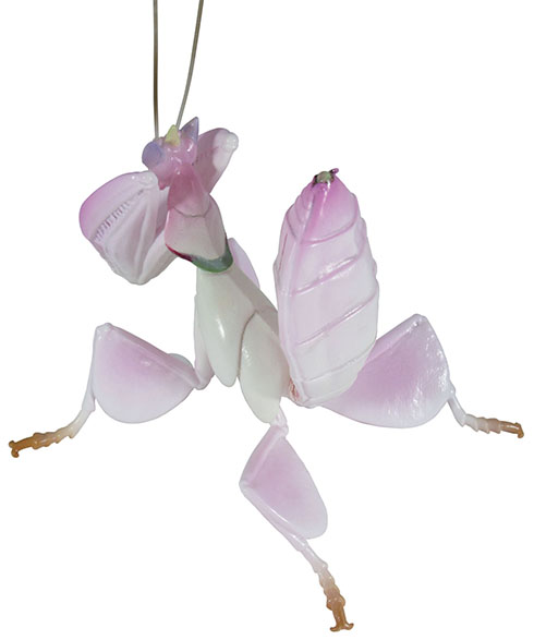 ハナカマキリのカプセルトイ・後から見たところ