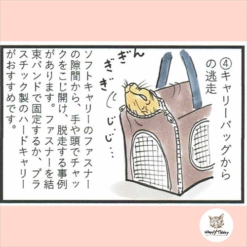 猫の脱走に気を付けよう