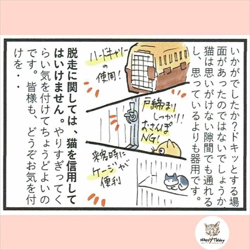 猫の脱走に気を付けよう