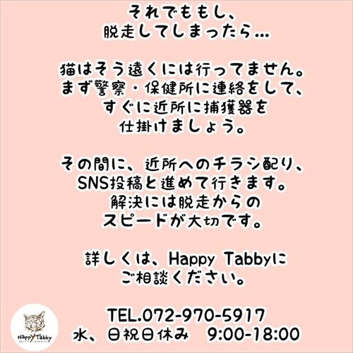 猫の脱走に気を付けよう