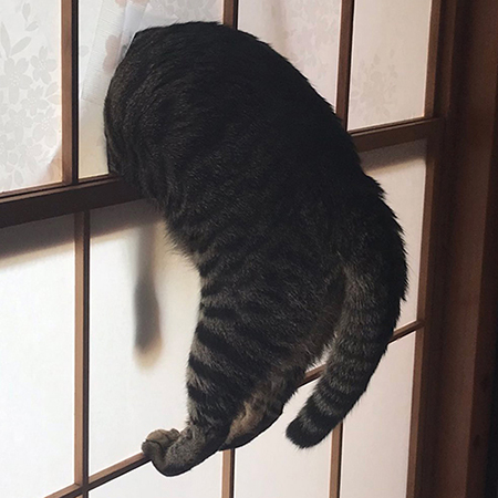 つきささるシンくんアップ