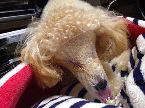 アイス食べたいワンコ