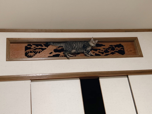 欄間とシンくん