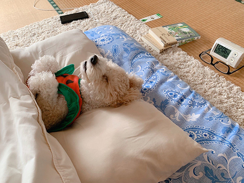 お布団ワンコ