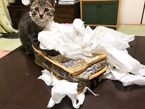 爆発ティッシュ