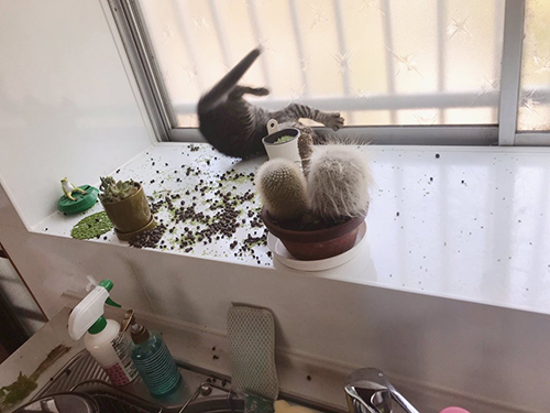 土を散らかした図