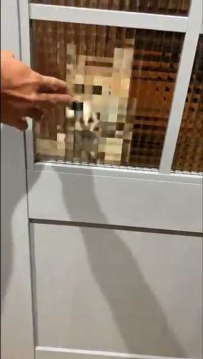 柴犬 マイクラ お出迎え モザイク