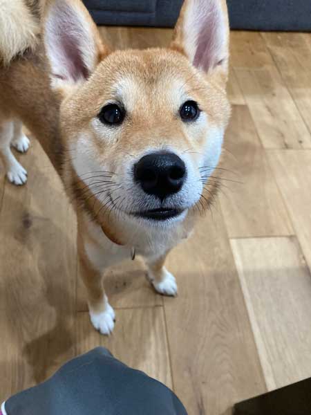 柴犬 マイクラ お出迎え モザイク