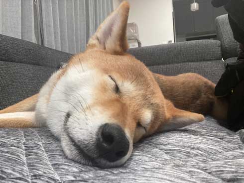 柴犬 マイクラ お出迎え モザイク