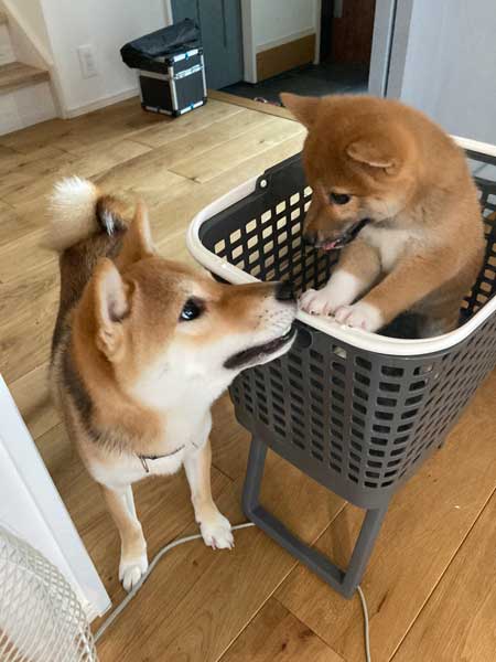 柴犬 マイクラ お出迎え モザイク