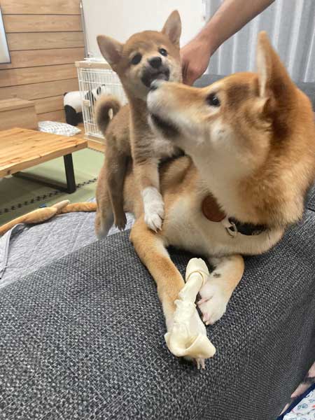 柴犬 マイクラ お出迎え モザイク