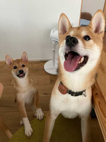 柴犬 マイクラ お出迎え モザイク