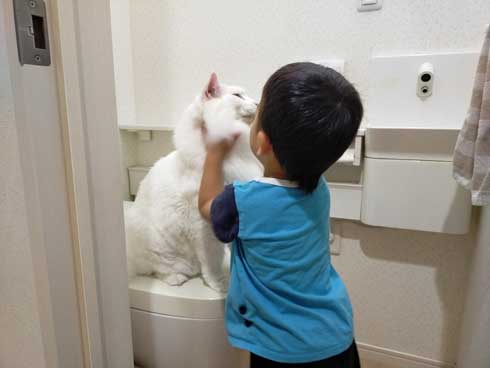 猫 トイレ 占領 メインクーン