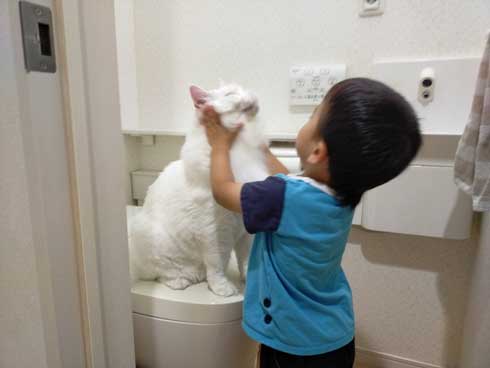 猫 トイレ 占領 メインクーン