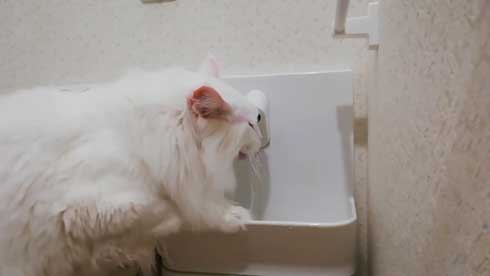猫 トイレ 占領 メインクーン