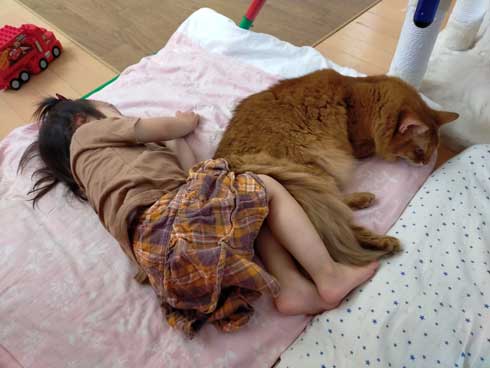 猫 トイレ 占領 メインクーン