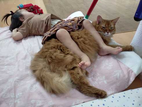 猫 トイレ 占領 メインクーン