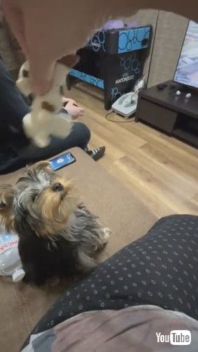 「Yorkie Leaps Into Beanbag After Toy || ViralHog」