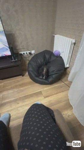 「Yorkie Leaps Into Beanbag After Toy || ViralHog」