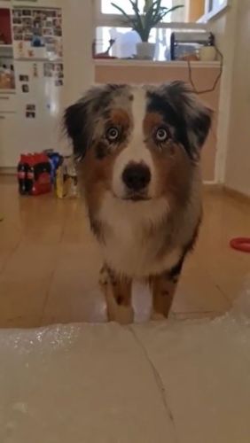 Helps Owner Pack Things