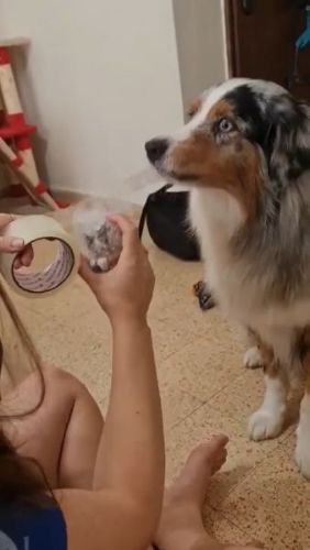 Helps Owner Pack Things