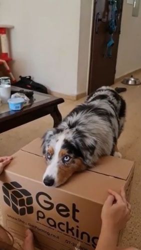 Helps Owner Pack Things
