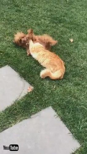 「Pet Cat Happily Plays With Dog - 1218144」