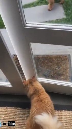 「Pet Cat Happily Plays With Dog - 1218144」