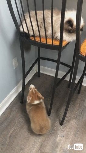 「Cat's Tail Taunts Corgi || ViralHog」