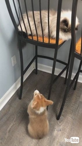 「Cat's Tail Taunts Corgi || ViralHog」