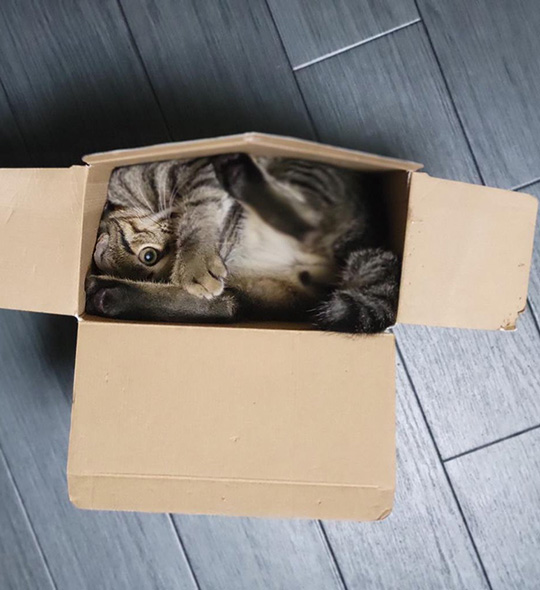 しぴ(ソマリ）と、おこめ(キジトラ)の記録さん