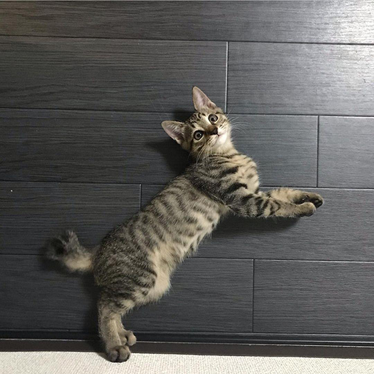 しぴ(ソマリ）と、おこめ(キジトラ)の記録さん