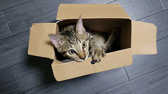 しぴ(ソマリ）と、おこめ(キジトラ)の記録さん