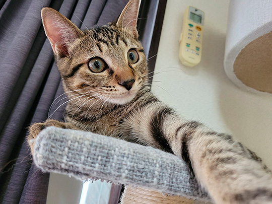 しぴ(ソマリ）と、おこめ(キジトラ)の記録さん