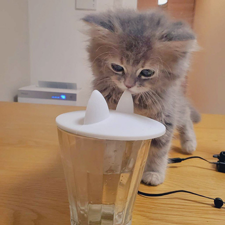 ポケモン猫