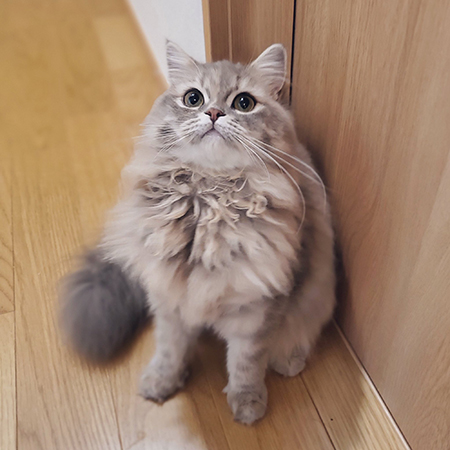 もふもふマリーちゃん